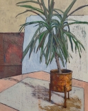 Dragon Tree and Orange Pot