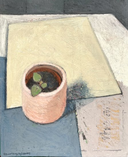 Tiny Money Plant and Terracotta Pot